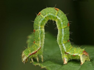 Картинка животные гусеницы