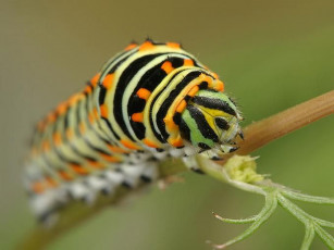 Картинка животные гусеницы