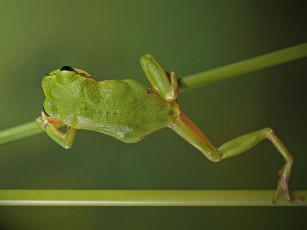 Картинка животные лягушки