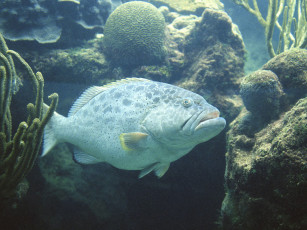 Картинка животные рыбы