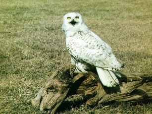 Картинка животные совы