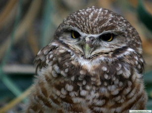 Картинка животные совы