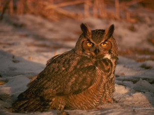 Картинка животные совы