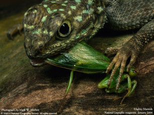 Картинка животные Ящерицы игуаны вараны