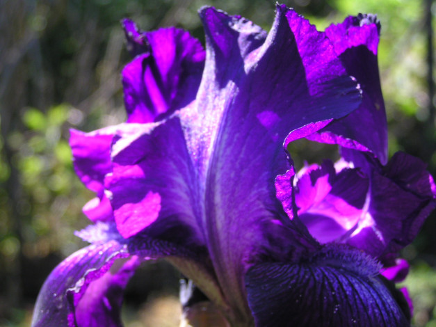 Обои картинки фото цветоЧек, цветы, ирисы