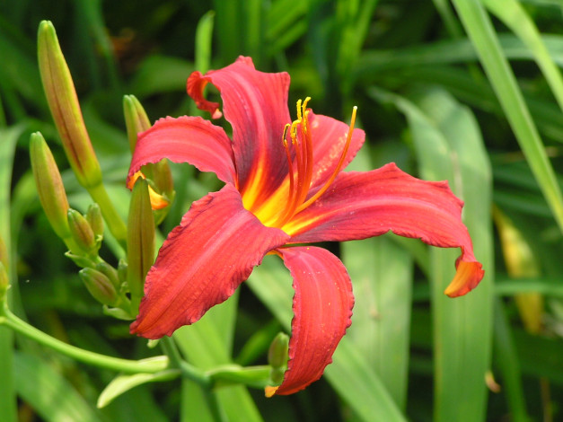 Обои картинки фото цветоЧек, цветы, лилии, лилейники