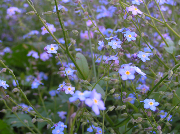 Обои картинки фото цветоЧек, цветы, незабудки