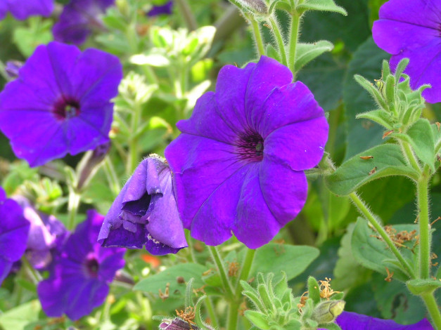 Обои картинки фото цветоЧек, цветы, петунии, калибрахоа