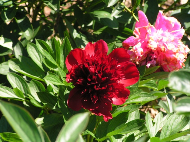 Обои картинки фото цветоЧек, цветы, пионы