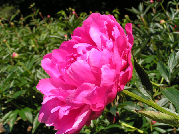 Обои картинки фото цветоЧек, цветы, пионы