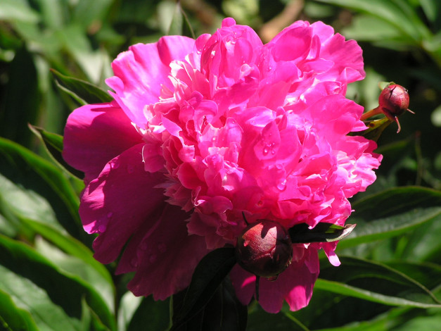 Обои картинки фото цветоЧек, цветы, пионы