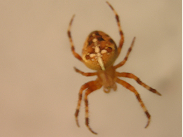 Обои картинки фото паучок, животные, пауки