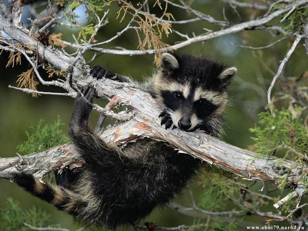 Обои картинки фото животные, еноты