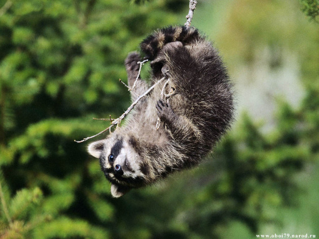 Обои картинки фото животные, еноты