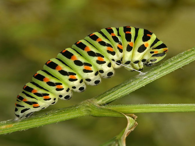 Обои картинки фото животные, гусеницы