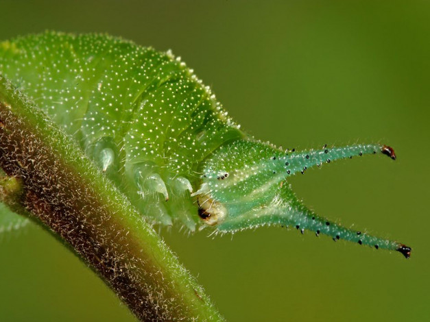 Обои картинки фото животные, гусеницы