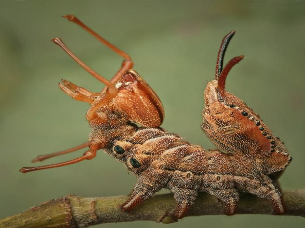 Обои картинки фото животные, гусеницы