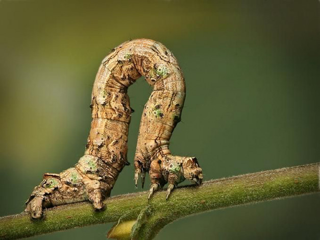 Обои картинки фото животные, гусеницы