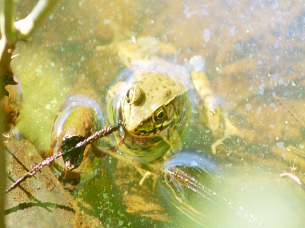 Обои картинки фото животные, лягушки