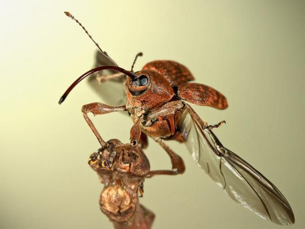 Обои картинки фото животные, насекомые