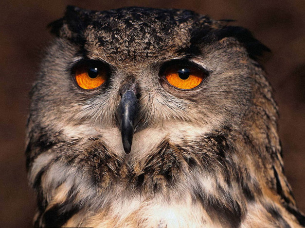 Обои картинки фото животные, совы