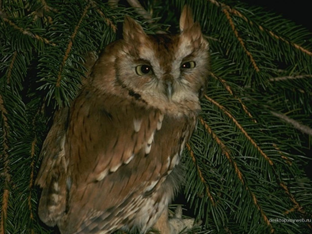 Обои картинки фото животные, совы