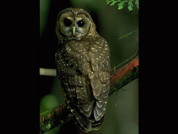 Обои картинки фото животные, совы