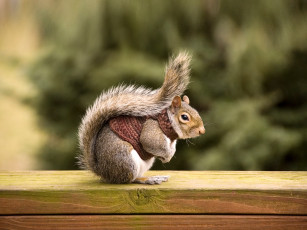 Картинка животные белки