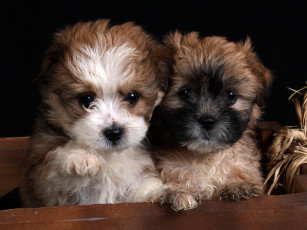 Картинка животные собаки