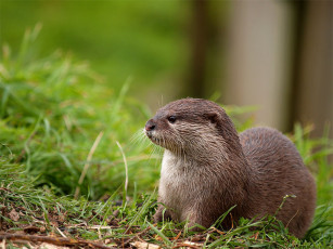 Картинка животные выдры каланы ондатры