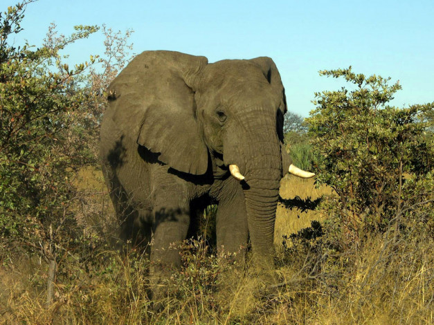 Обои картинки фото животные, слоны