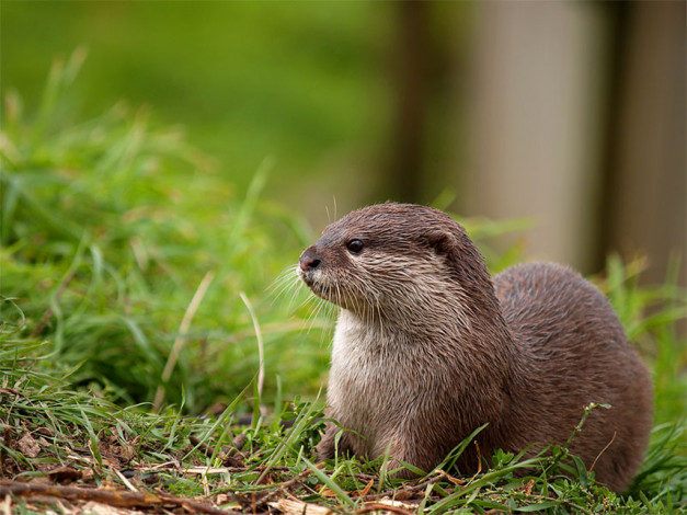 Обои картинки фото животные, выдры, каланы, ондатры