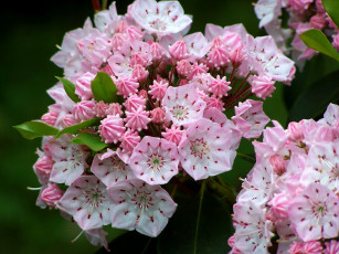 Картинка цветы цветущие деревья кустарники