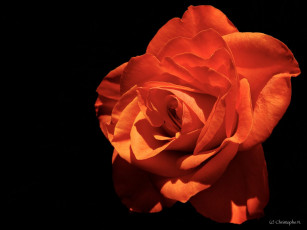 Картинка цветы розы