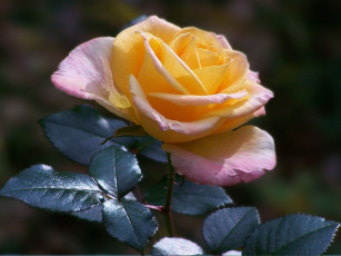 Картинка цветы розы