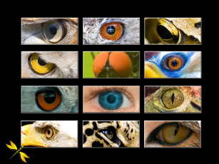 Картинка разное глаза