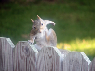 Картинка животные белки