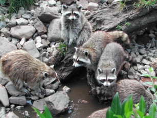 Картинка животные еноты