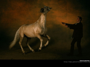 Картинка животные лошади