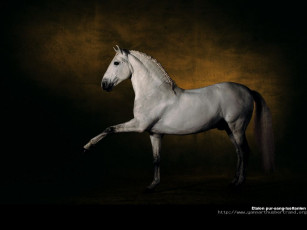 Картинка животные лошади