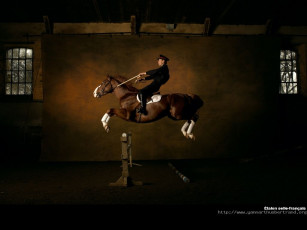 Картинка животные лошади