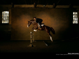 Картинка животные лошади