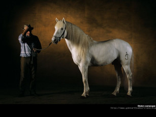 Картинка животные лошади