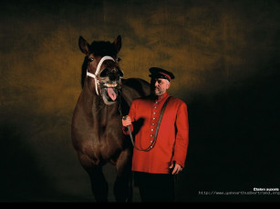 Картинка животные лошади