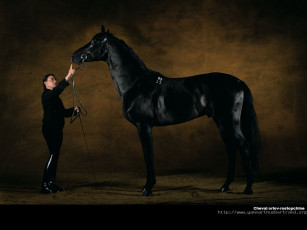 Картинка животные лошади