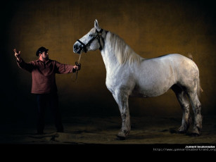 Картинка животные лошади