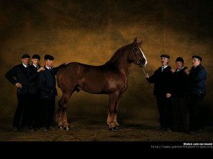 Картинка животные лошади