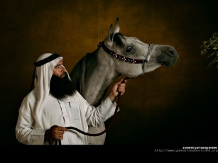 Картинка животные лошади