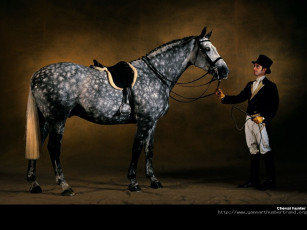 Картинка животные лошади