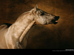 Картинка животные лошади